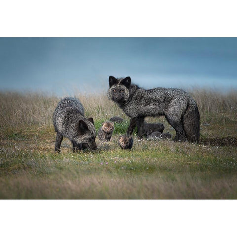 Silver Fox Family Black Modern Wood Framed Art Print with Double Matting by Deng, Larry