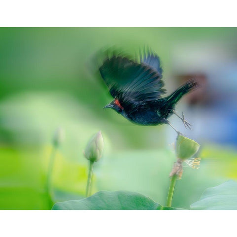 Black Bird Flying Over Lotus Seed Pod Gold Ornate Wood Framed Art Print with Double Matting by Liang, Ken