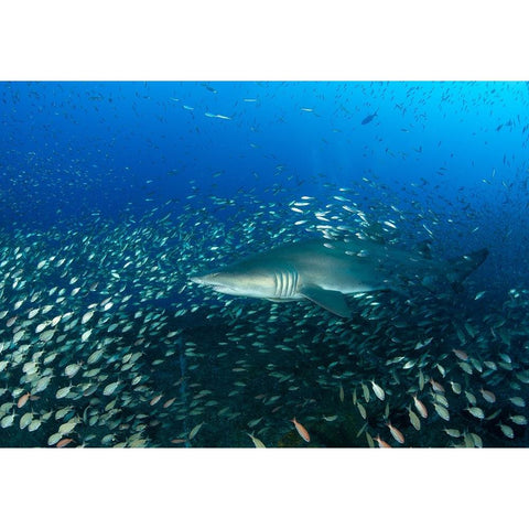 Sand Tiger Shark And Fish White Modern Wood Framed Art Print by Y Lin, Ryan