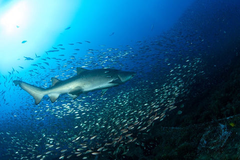 Shark And Fish White Modern Wood Framed Art Print with Double Matting by Y Lin, Ryan