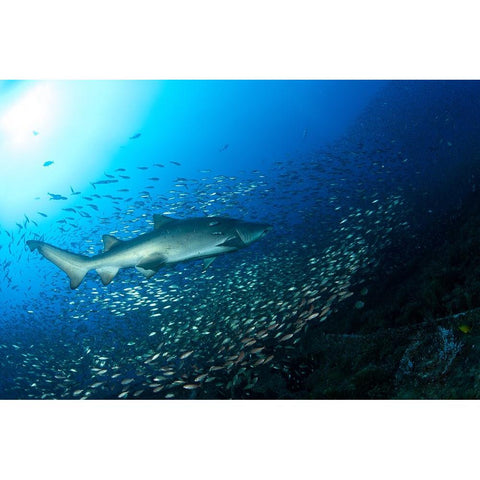 Shark And Fish Black Modern Wood Framed Art Print by Y Lin, Ryan