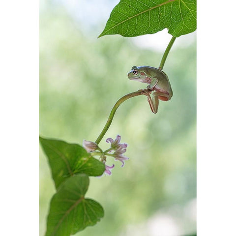 Curious Tree Frog White Modern Wood Framed Art Print by Summer2016