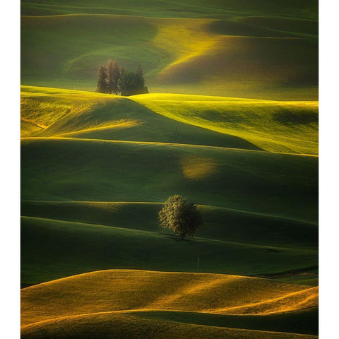 Golden Hours Of The Palouse White Modern Wood Framed Art Print by Zhang, Joan