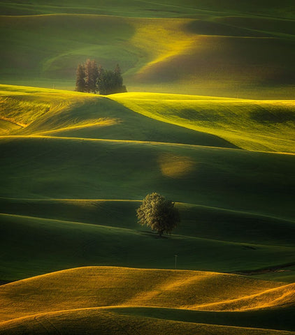 Golden Hours Of The Palouse White Modern Wood Framed Art Print with Double Matting by Zhang, Joan