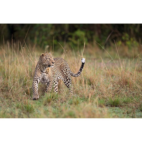 Leopard In The Morning Black Modern Wood Framed Art Print with Double Matting by Pozzi, Marco