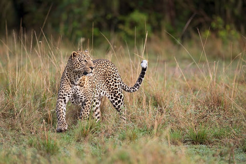 Leopard In The Morning White Modern Wood Framed Art Print with Double Matting by Pozzi, Marco