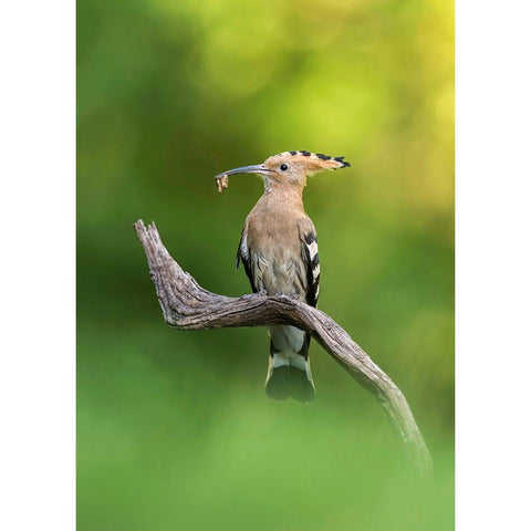 Hoopoe Gold Ornate Wood Framed Art Print with Double Matting by Helsen, Eddy