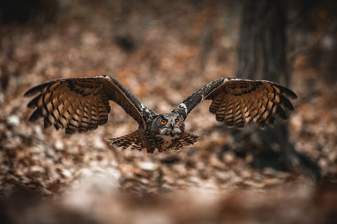 The Eurasian Eagle-Owl (Bubo Bubo) White Modern Wood Framed Art Print with Double Matting by Rozehnal, Jan