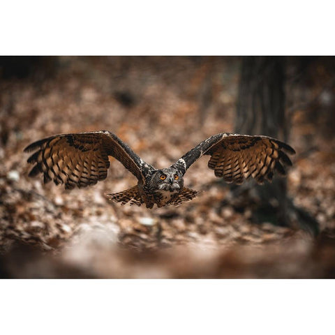 The Eurasian Eagle-Owl (Bubo Bubo) Gold Ornate Wood Framed Art Print with Double Matting by Rozehnal, Jan