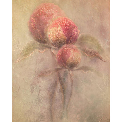 Peonies White Modern Wood Framed Art Print by Zvinakeviciute, Kristina
