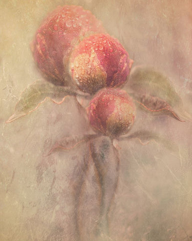 Peonies Black Ornate Wood Framed Art Print with Double Matting by Zvinakeviciute, Kristina