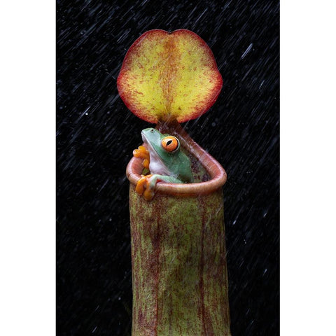 The Frog And Nepenthes Black Modern Wood Framed Art Print with Double Matting by Setiadi, Ajar