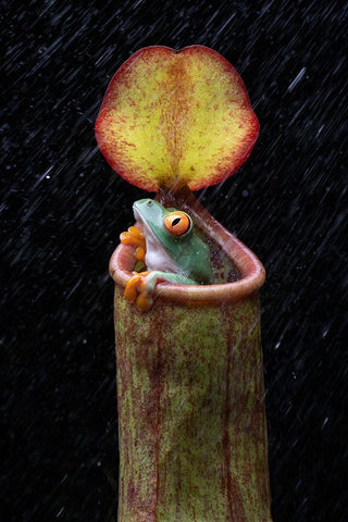 The Frog And Nepenthes White Modern Wood Framed Art Print with Double Matting by Setiadi, Ajar