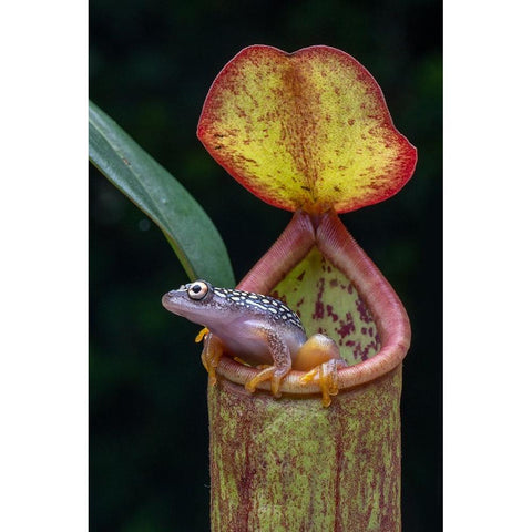 The Frog And Nepentes 2 White Modern Wood Framed Art Print by Setiadi, Ajar