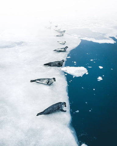 Seal Gang White Modern Wood Framed Art Print with Double Matting by Ziomek, Witold