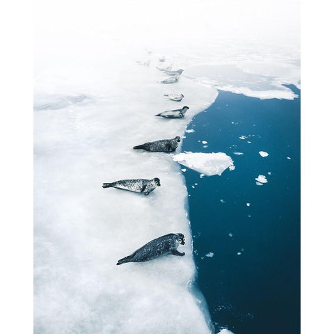 Seal Gang Gold Ornate Wood Framed Art Print with Double Matting by Ziomek, Witold