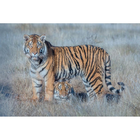 Two Tigers Black Modern Wood Framed Art Print with Double Matting by Li, Min