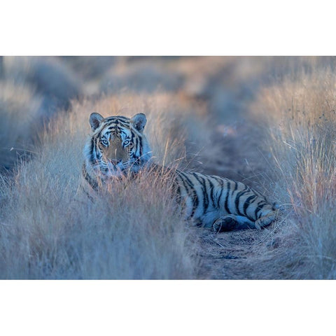 Cool Morning Tiger Gold Ornate Wood Framed Art Print with Double Matting by Li, Min