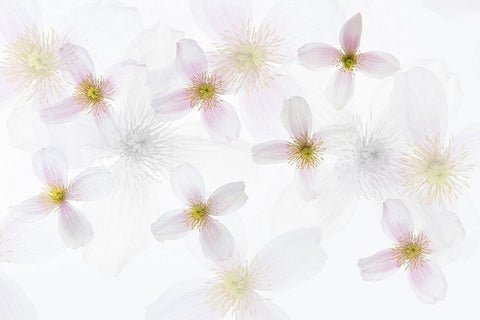 Clematis Art Black Ornate Wood Framed Art Print with Double Matting by Van Krimpen, Brigitte