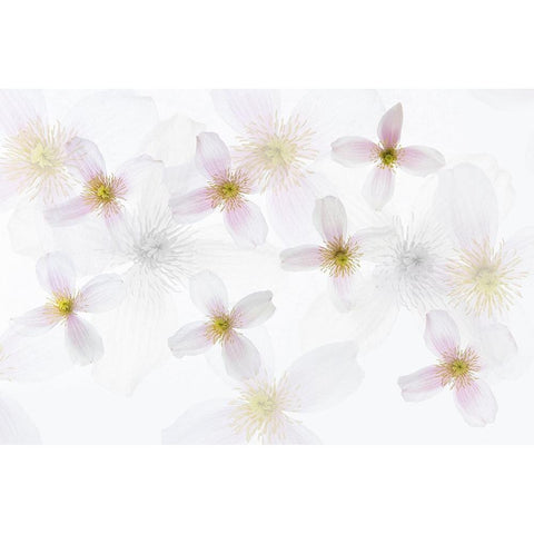Clematis Art Black Modern Wood Framed Art Print by Van Krimpen, Brigitte