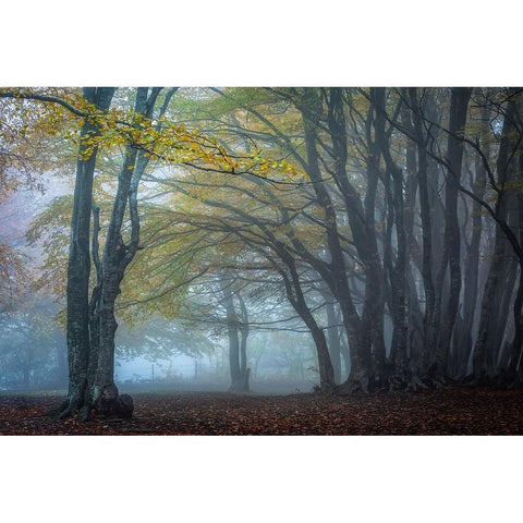 Trees In The Fog Black Modern Wood Framed Art Print with Double Matting by Barboni, Sergio