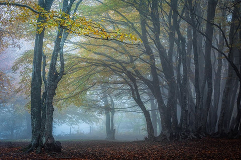 Trees In The Fog Black Ornate Wood Framed Art Print with Double Matting by Barboni, Sergio