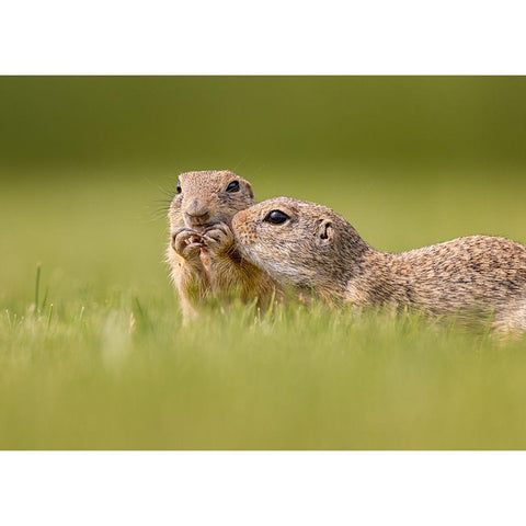 Together White Modern Wood Framed Art Print by And Wei, Siyu