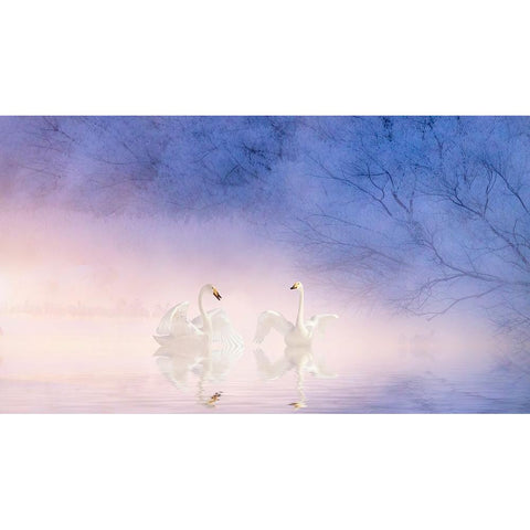 Swan White Modern Wood Framed Art Print by Fengying Long