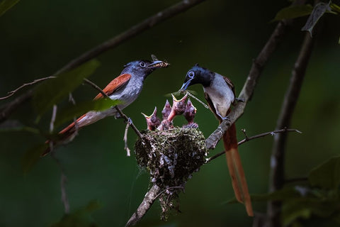 Feeding Black Ornate Wood Framed Art Print with Double Matting by Fengying Long