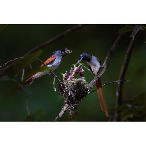 Feeding Black Modern Wood Framed Art Print by Fengying Long