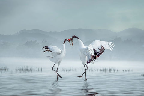 AcAndSup1;EipeAndSup1;C White Modern Wood Framed Art Print with Double Matting by Fengying Long