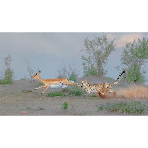 Cheetah Hunting Black Modern Wood Framed Art Print with Double Matting by Xu, Sheila