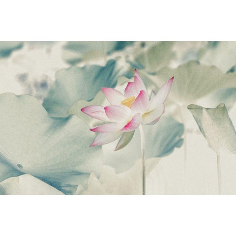 Pictorial_Lotus Black Modern Wood Framed Art Print with Double Matting by Liu, Yanny
