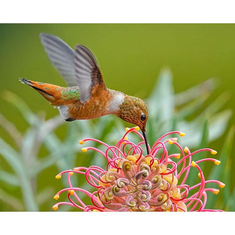 Hummingbird And Grevillea Flower Gold Ornate Wood Framed Art Print with Double Matting by Huang, Xiaojian