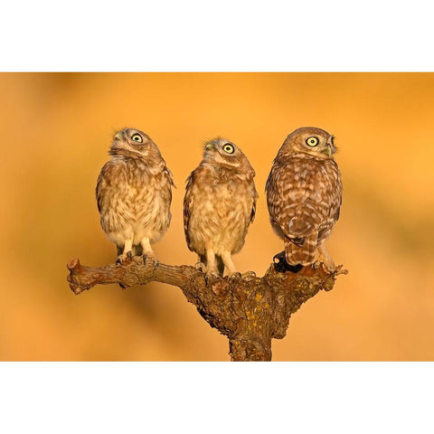 Trio (2) Black Modern Wood Framed Art Print with Double Matting by Rudaeff, Pablo