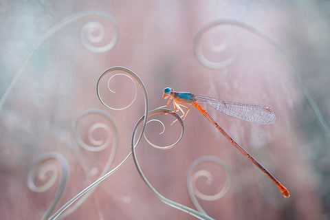 Harmony In Nature White Modern Wood Framed Art Print with Double Matting by Gapur Dayak, Abdul