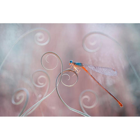 Harmony In Nature Black Modern Wood Framed Art Print by Gapur Dayak, Abdul