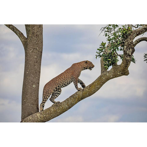 Climbing Black Modern Wood Framed Art Print with Double Matting by Catta, Alessandro