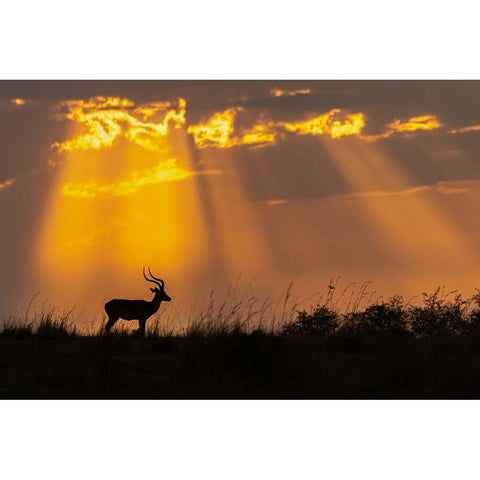 Rays Of Divinity Black Modern Wood Framed Art Print by Bhatia, Yogesh