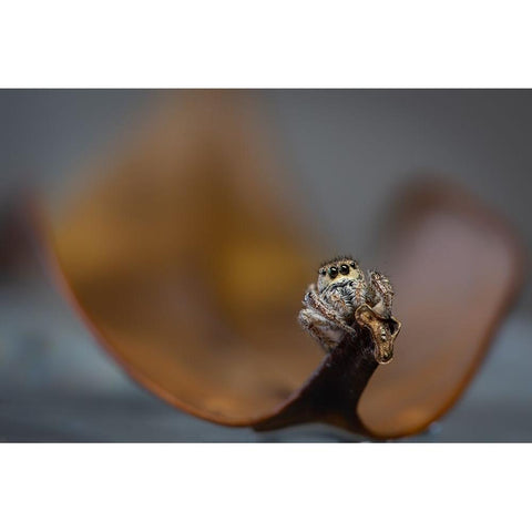 Jumping Spider White Modern Wood Framed Art Print by Deng, Ivy