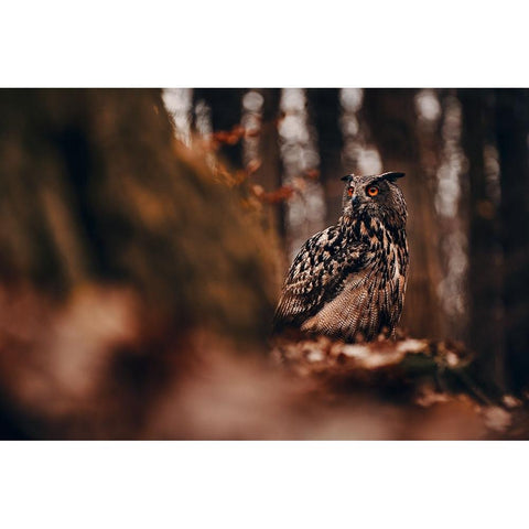 Eurasian eagle-owl (Bubo bubo) White Modern Wood Framed Art Print by Furch, Lukas