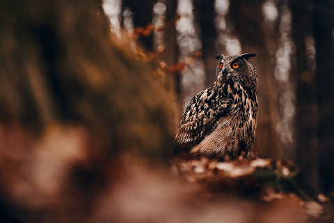 Eurasian eagle-owl (Bubo bubo) White Modern Wood Framed Art Print with Double Matting by Furch, Lukas