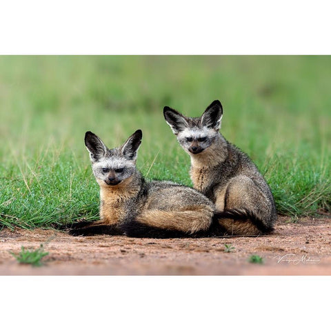 Bat Eared Fox White Modern Wood Framed Art Print by Mohan, Vinaya