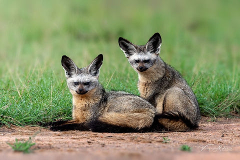 Bat Eared Fox Black Ornate Wood Framed Art Print with Double Matting by Mohan, Vinaya