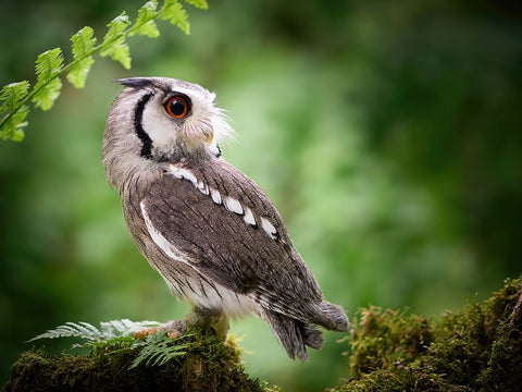 180Ad Black Ornate Wood Framed Art Print with Double Matting by Groth, Martin