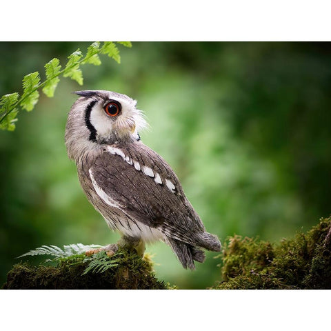 180Ad Black Modern Wood Framed Art Print by Groth, Martin