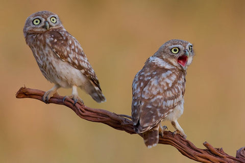 Hatched And  Got Surprised Black Ornate Wood Framed Art Print with Double Matting by Manusevich, David