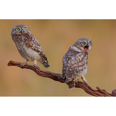 Hatched And  Got Surprised Black Modern Wood Framed Art Print by Manusevich, David