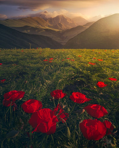 Flowers on Fire Black Ornate Wood Framed Art Print with Double Matting by Sulaiman Alshehhi, Ahmed