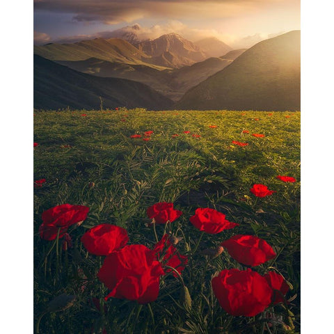 Flowers on Fire Black Modern Wood Framed Art Print with Double Matting by Sulaiman Alshehhi, Ahmed